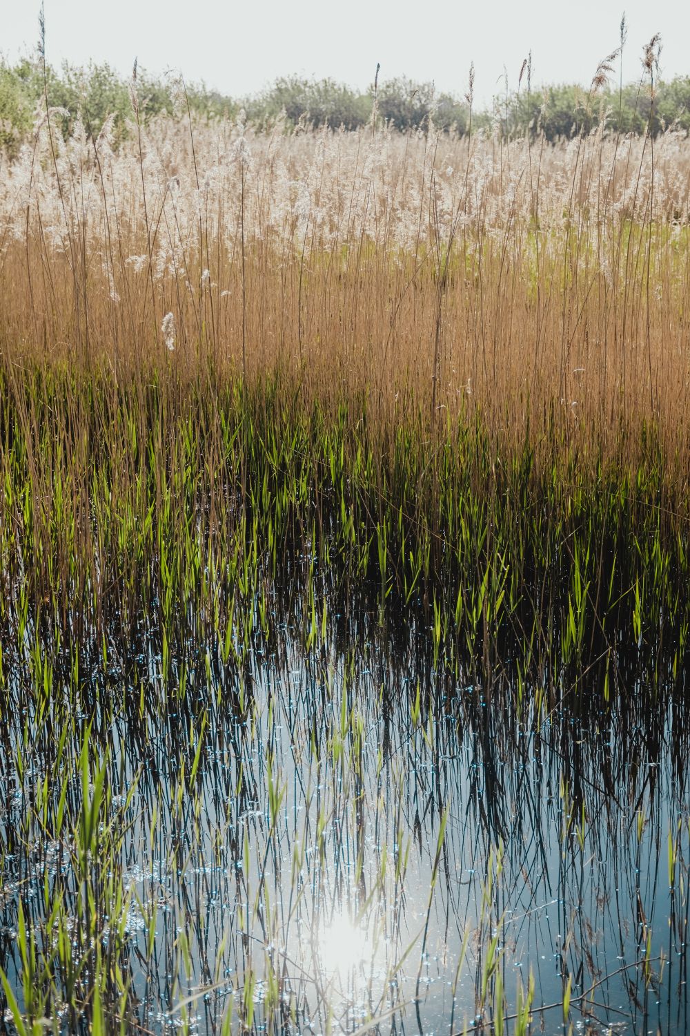 Vassklippning –Ett effektivt sätt att hantera växtlighet i vattenmiljöer
