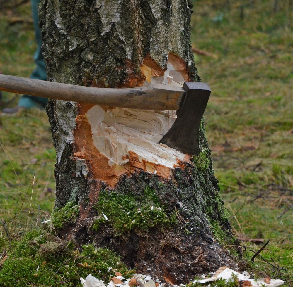 Trädfällning i Jönköping: Din guide till en säker och effektiv process