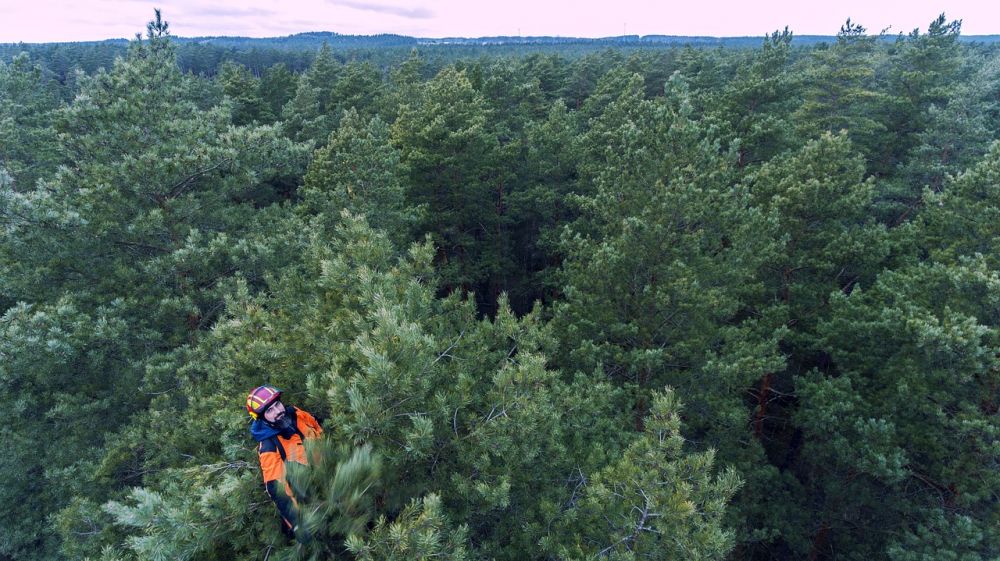 Arborister i Skåne - Specialister på trädservice och trädvård