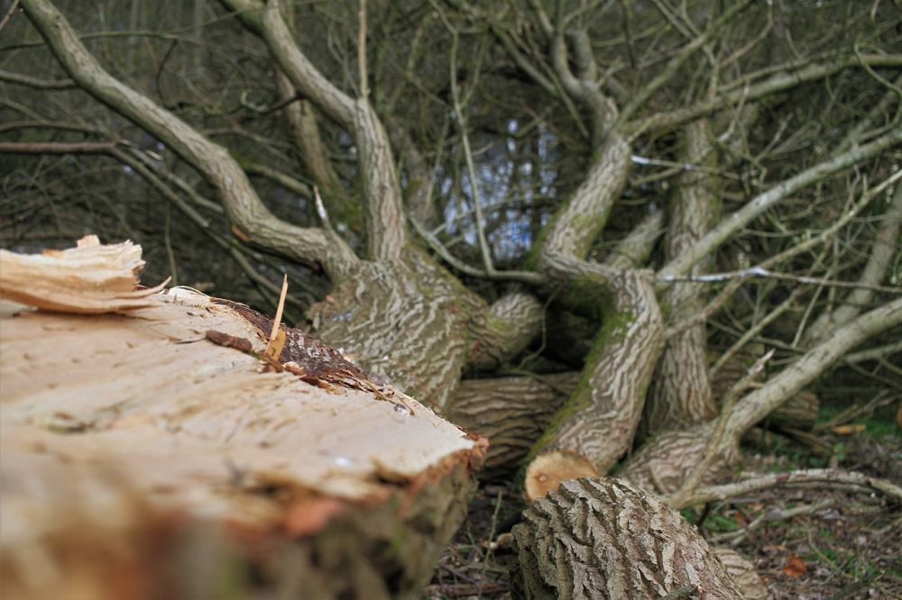 Vad gör en arborist