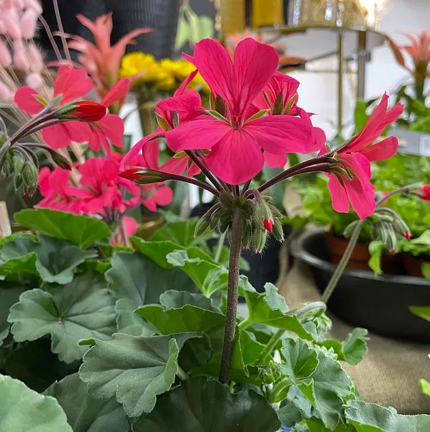 Blommor i Helsingborg: En färgstark värld att utforska