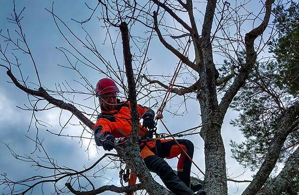 Trädfällning i Västerås: Säkert, effektivt och med respekt för platsen