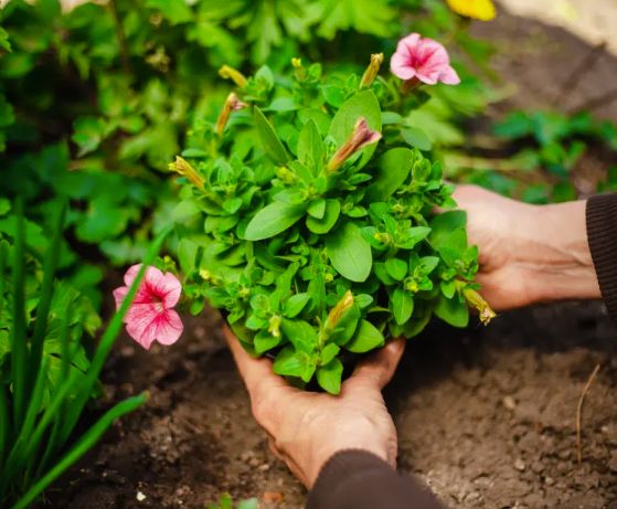 Trädgårdsservice som gör skillnad  från vildvuxet till välskött