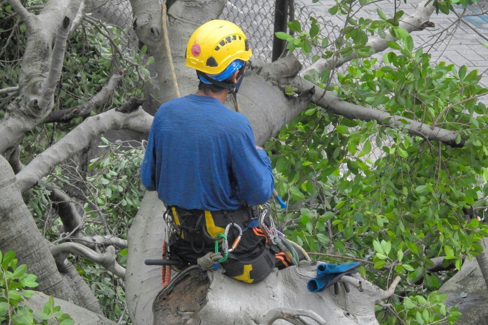 Arborist huddinge  trygg och hållbar trädvård i ett grönt villasamhälle